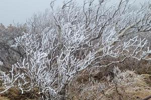 Tuyết đầu mùa trên núi Seorak rơi sớm hơn năm ngoái 9 ngày