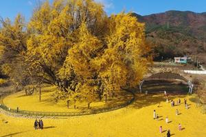 Cây ngân hạnh 800 tuổi trải thảm vàng mùa thu