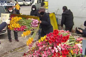 Nông dân Hàn Quốc tự tay tiêu hủy hoa do chính tay mình trồng