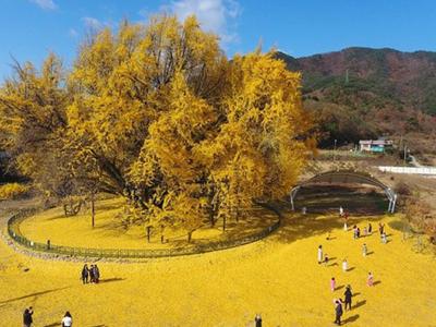 Cây ngân hạnh 800 tuổi trải thảm vàng mùa thu