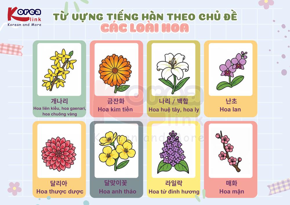 Từ vựng tiếng hàn theo chủ đề: Các loài hoa