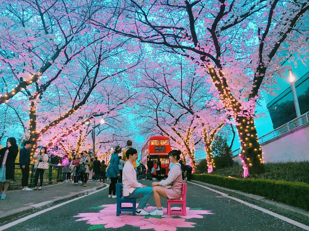 9 Lễ hội hoa anh đào đẹp nhất Hàn Quốc