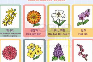 Từ vựng tiếng hàn theo chủ đề: Các loài hoa