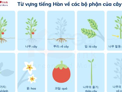 Từ vựng tiếng hàn theo chủ đề: Các bộ phận của cây