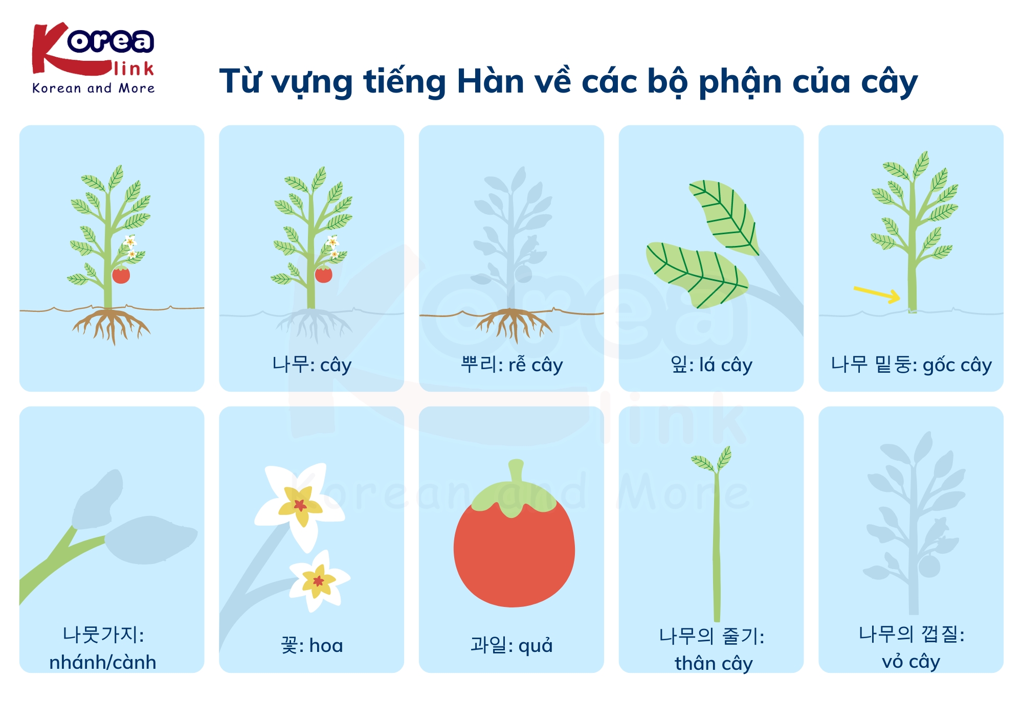 Từ vựng tiếng hàn theo chủ đề: Các bộ phận của cây